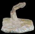Cute, Little Crotalocephalina Trilobite - long #58734-4
